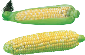 Corn PNG image-5294